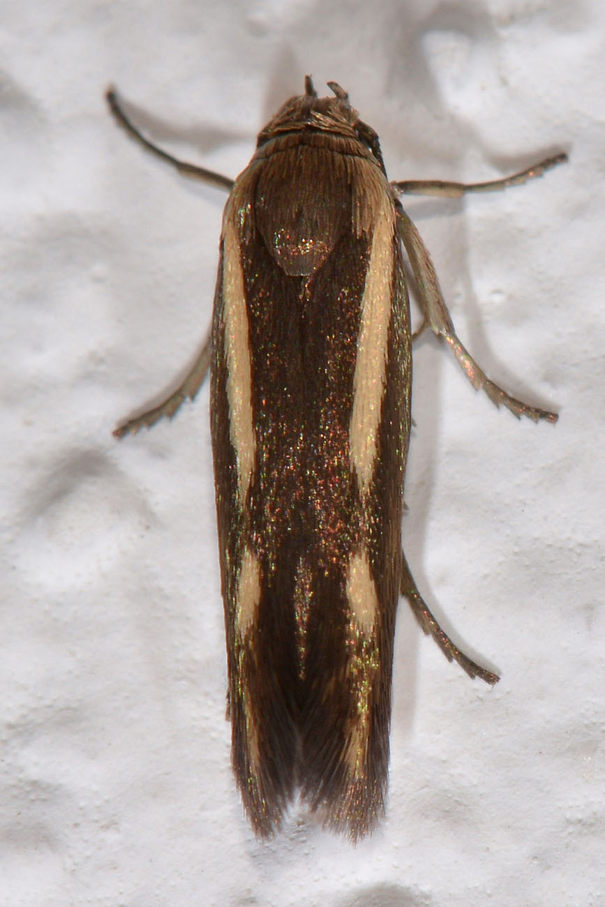 Scythrididae,  Scythris knochella? S